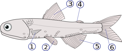 fins