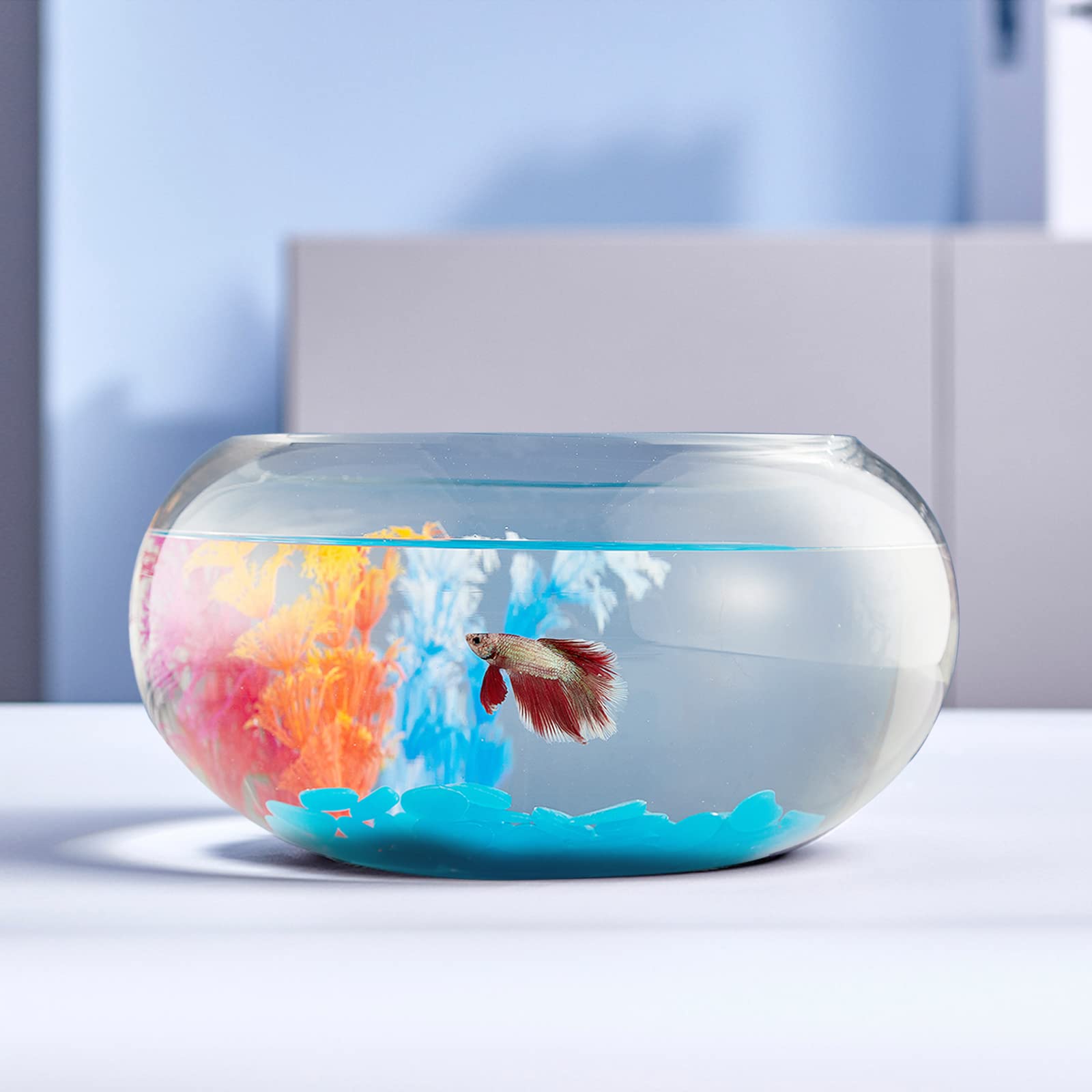 fish bowl images