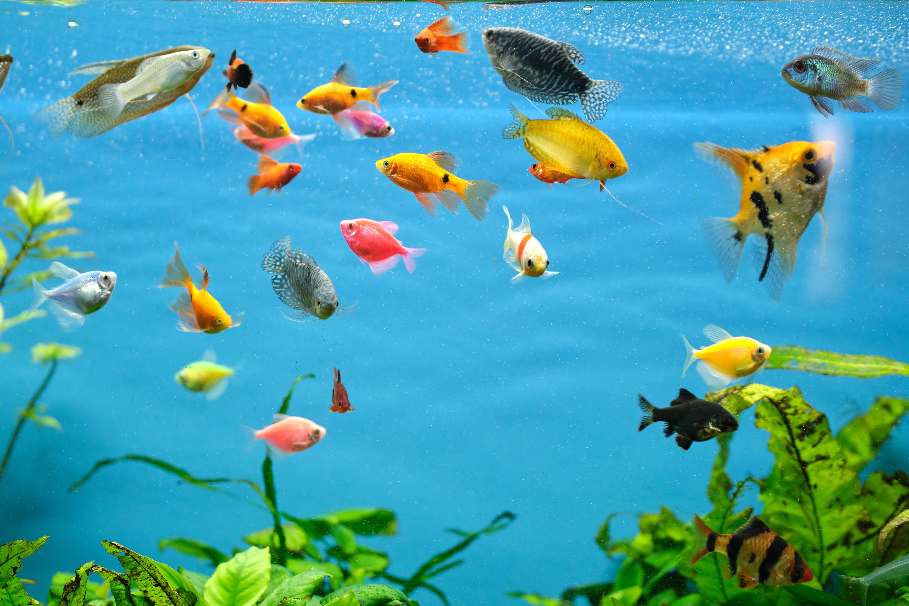 17 Tropical Fish Species for Beginners