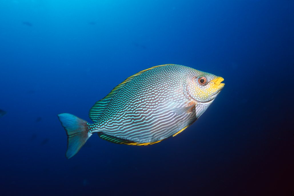 fish image