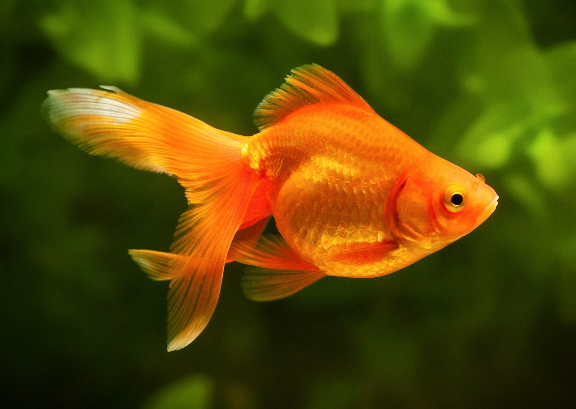 Live aquarium hot sale fish