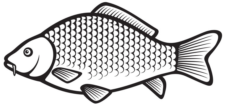 fish images black and white