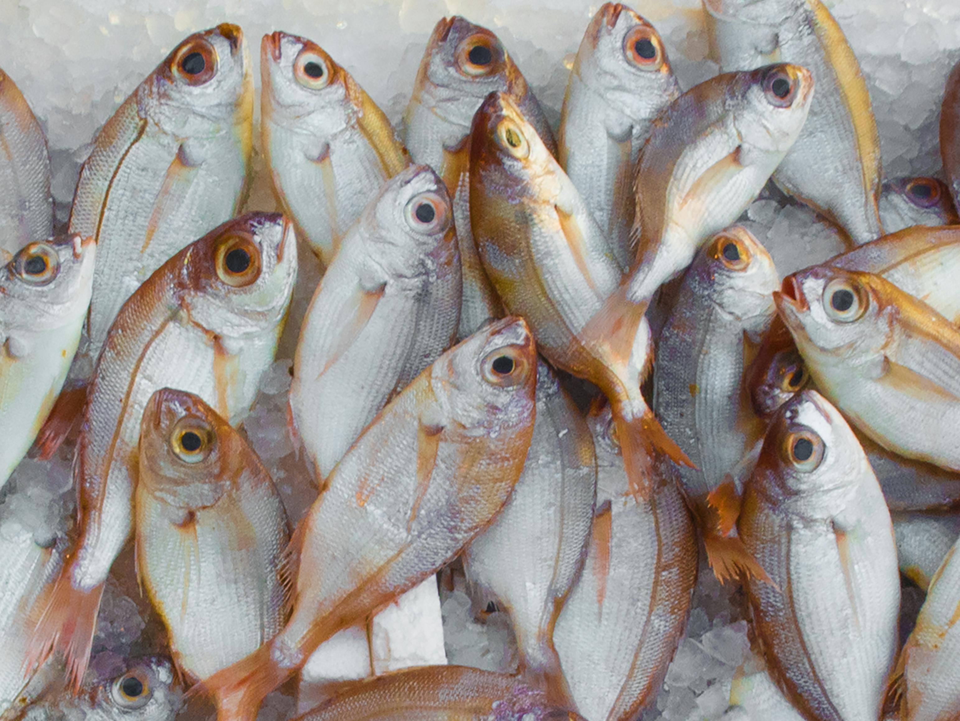 10,000+ Best Fish Images · 100% Free Download · Pexels Stock Photos