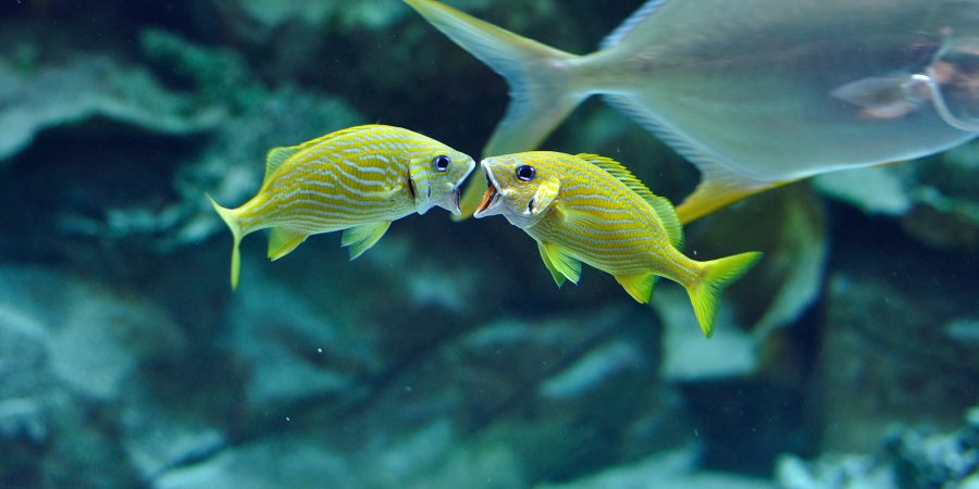 9 facts about fish to share far and wide | Animals Australia