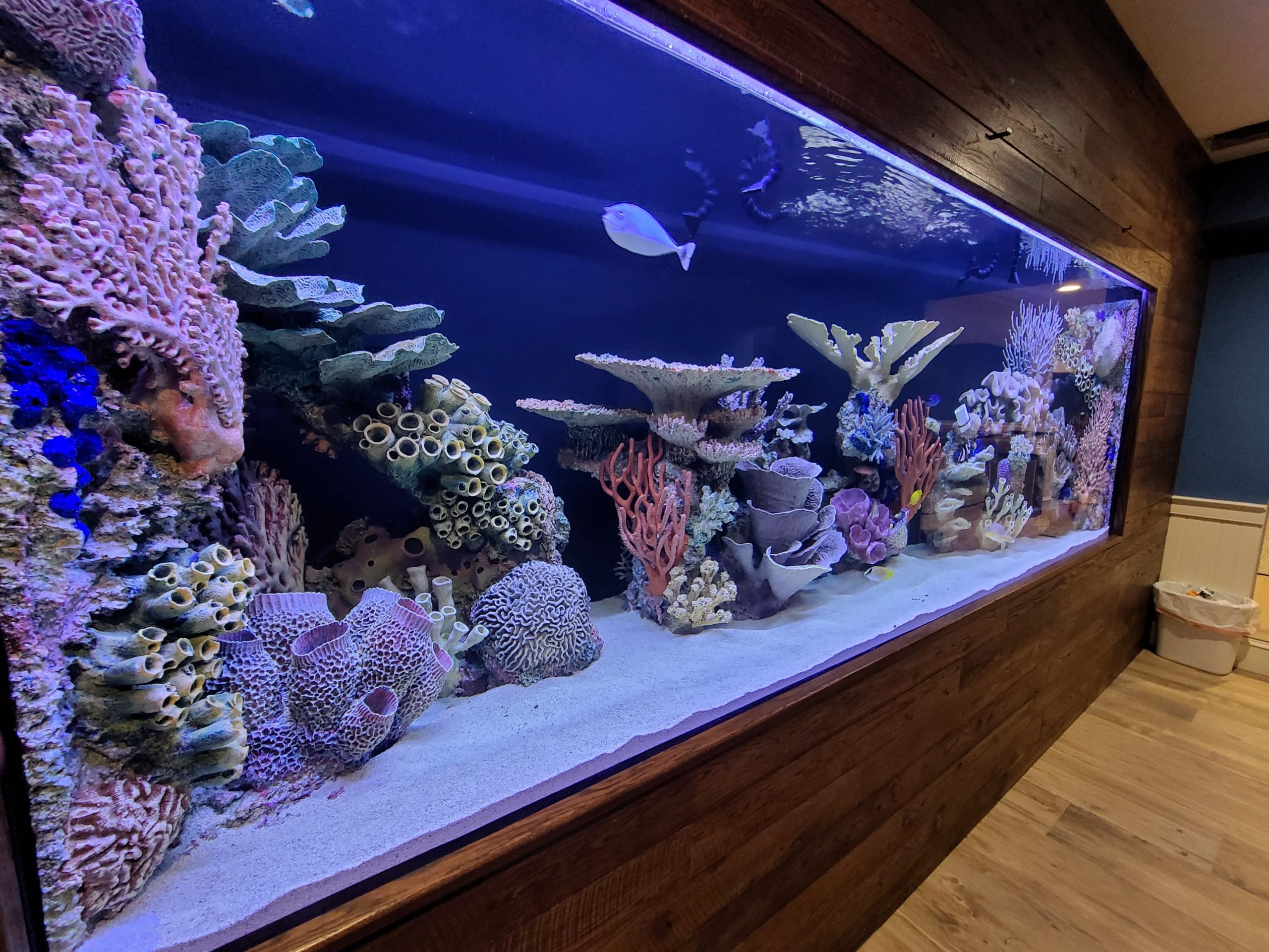 Feng Shui Fish Tank: Placement and Number of Fish | Aqua Creations