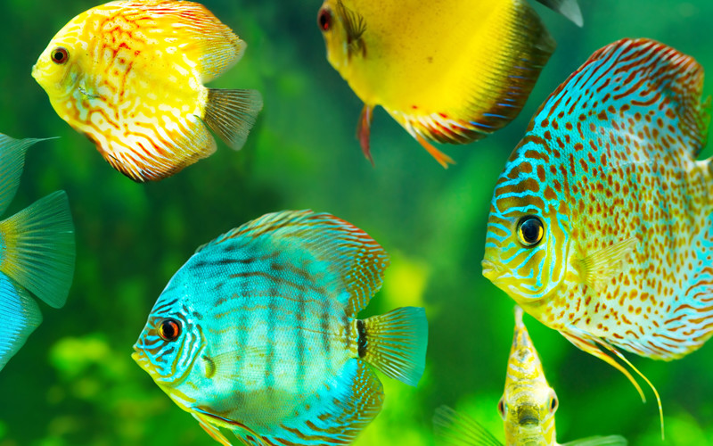 Fish definition, information about fishes, facts about fish ...