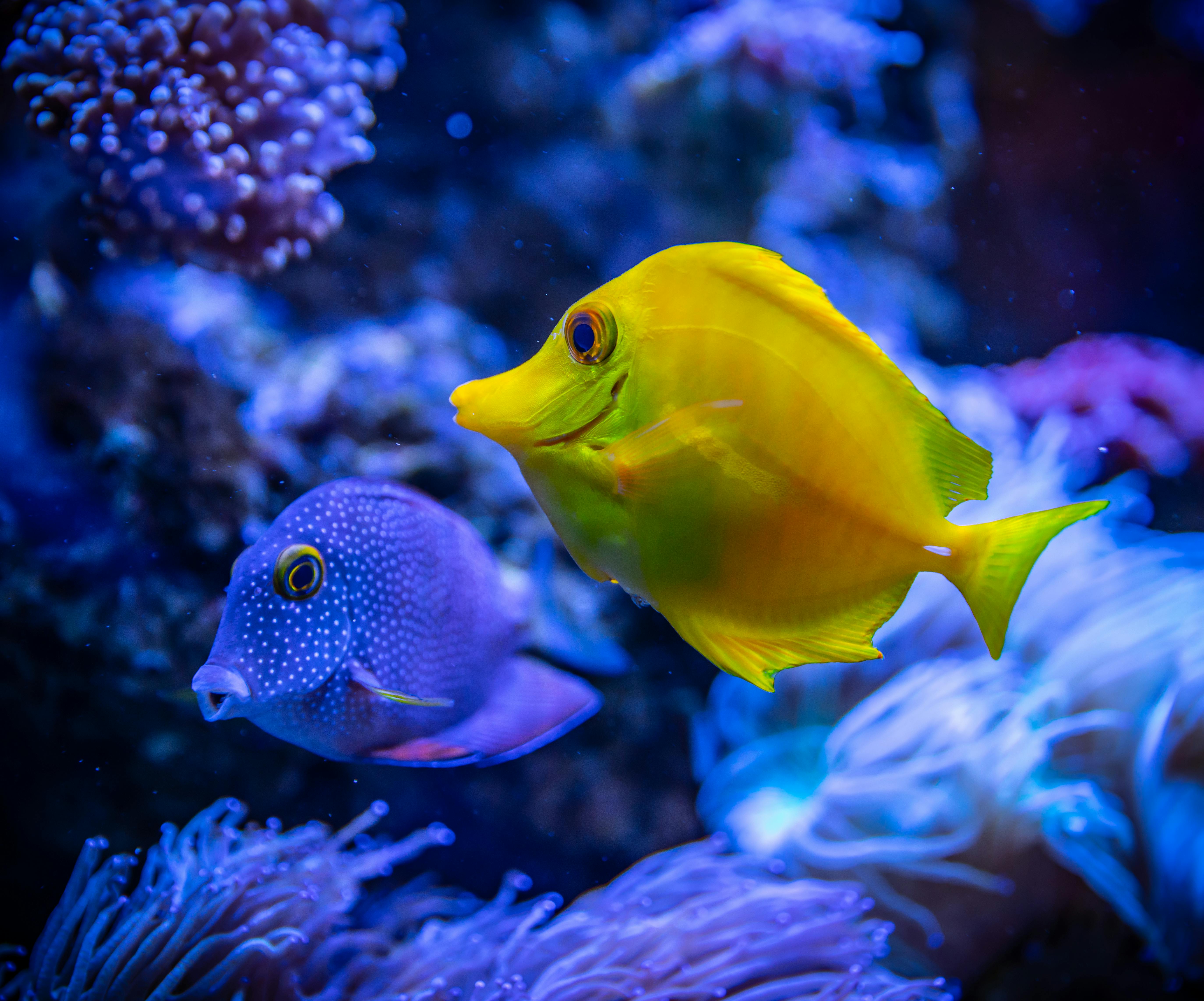 Fishes Photos, Download The BEST Free Fishes Stock Photos &amp; HD Images