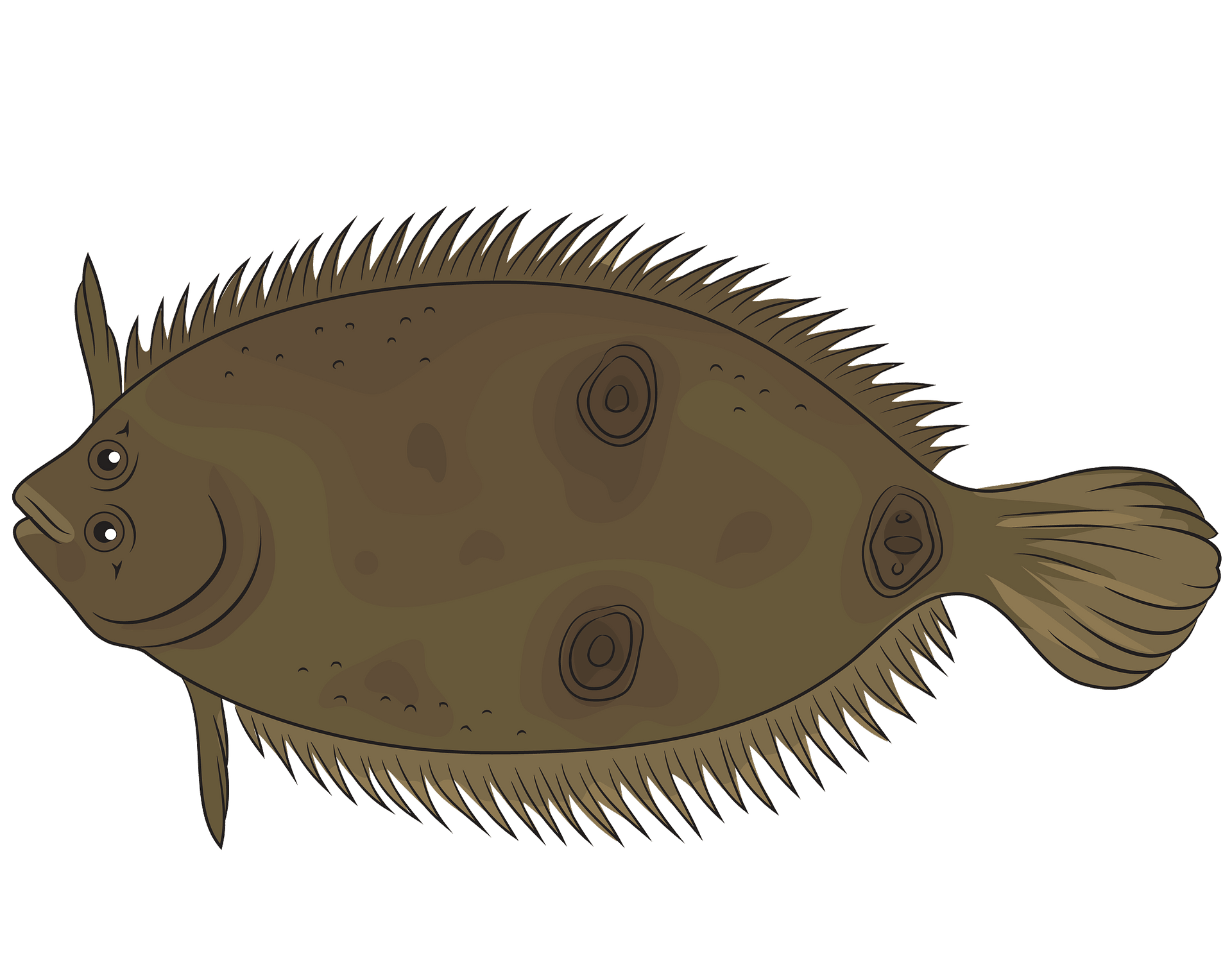 flounder cliparts