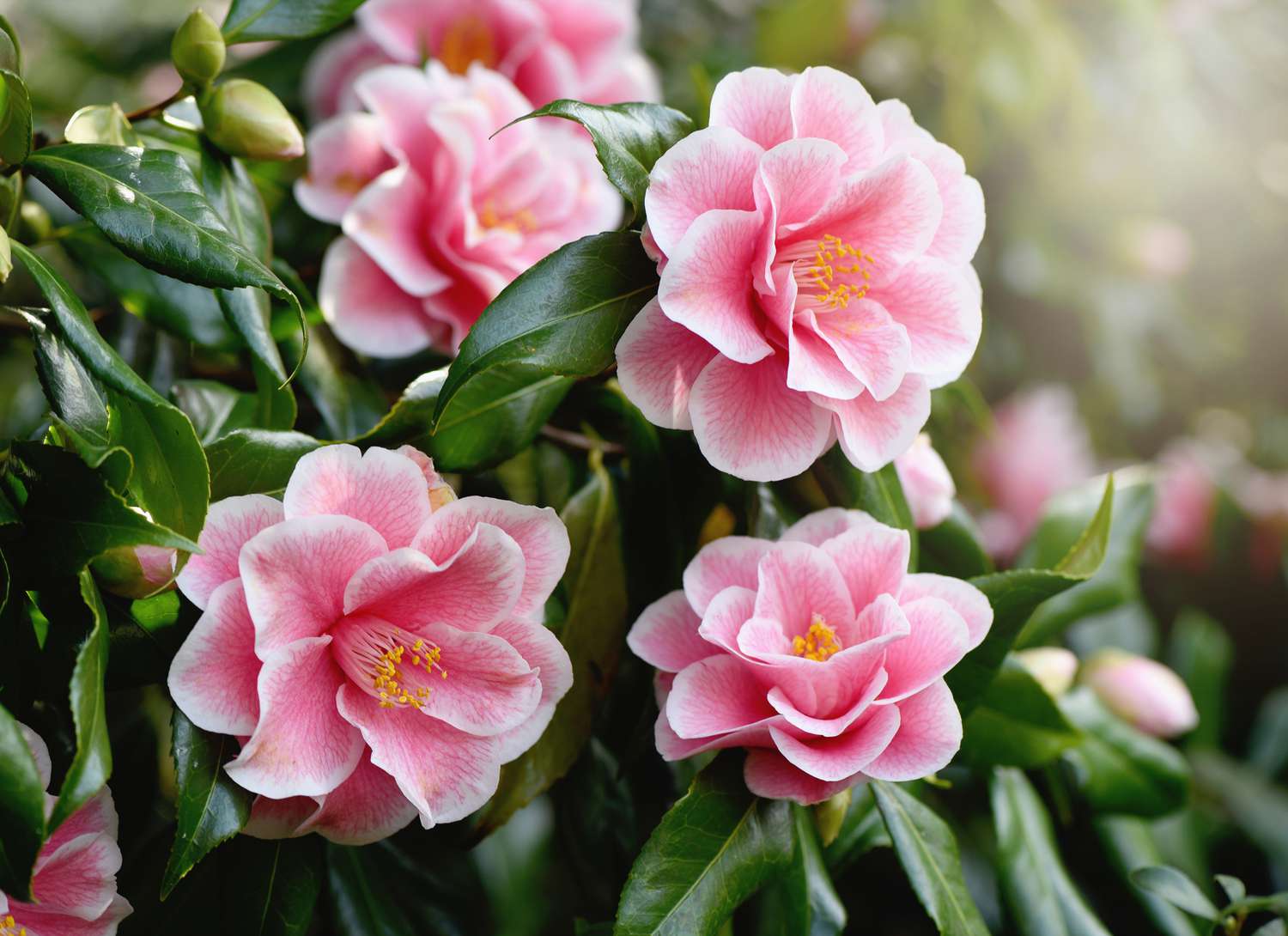 15 Colorful Flowering Shrubs to Plant in Your Garden