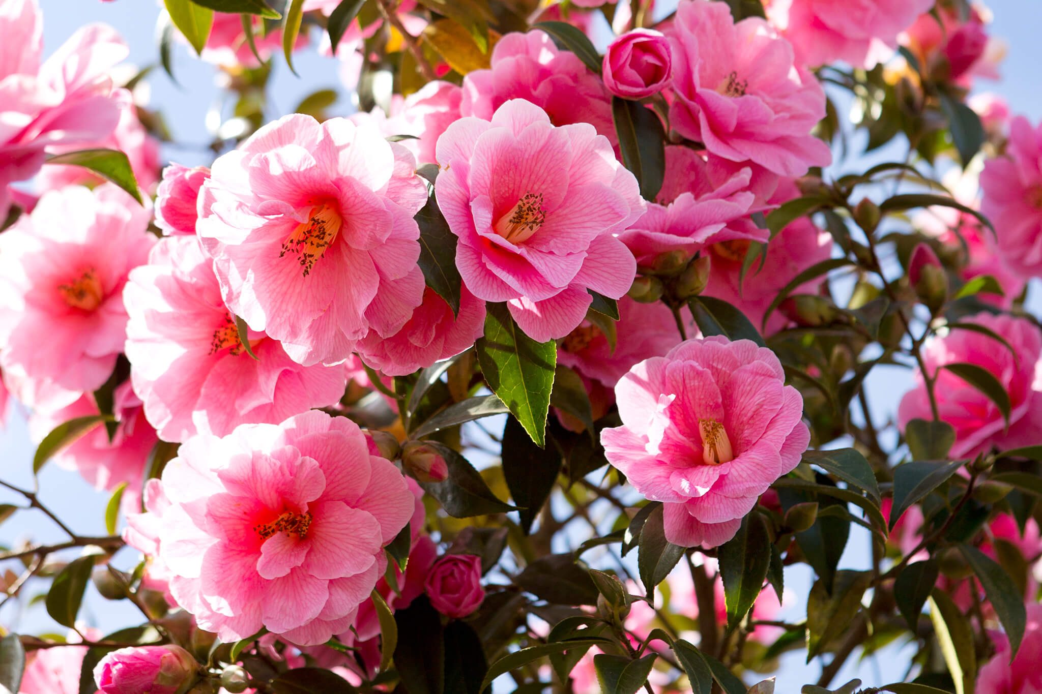 flower bushs