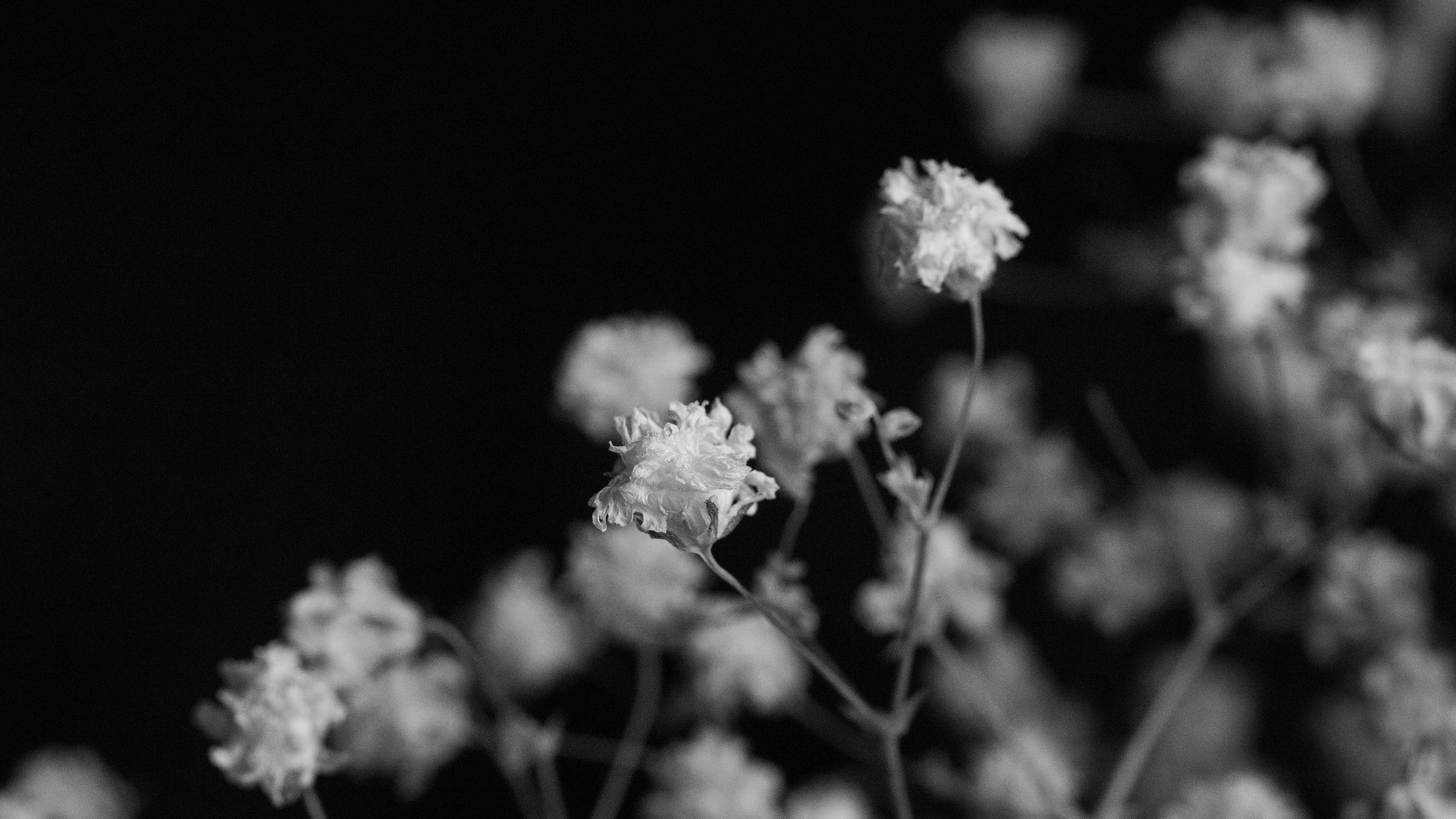 flower images black and white