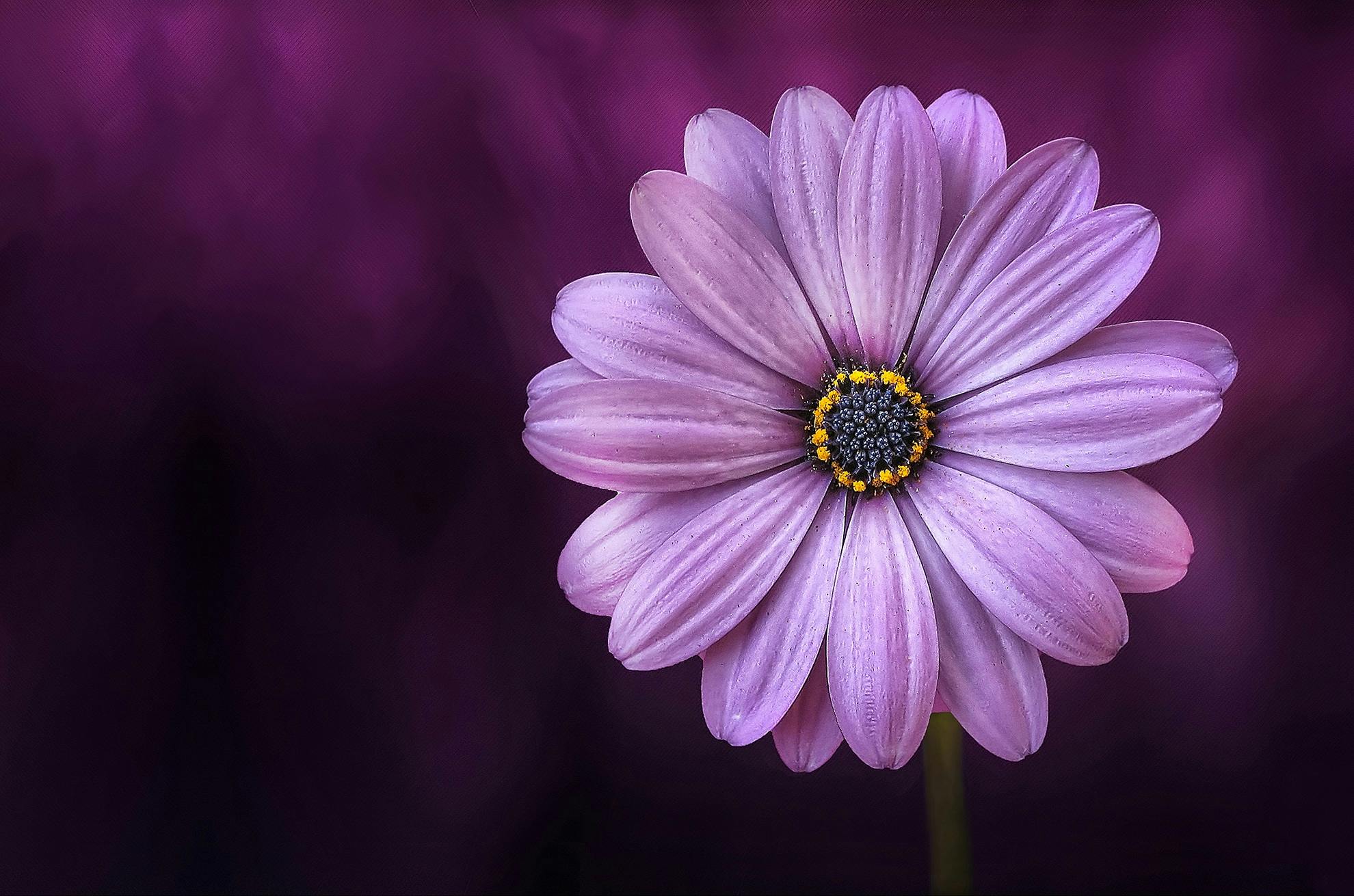 flower images free