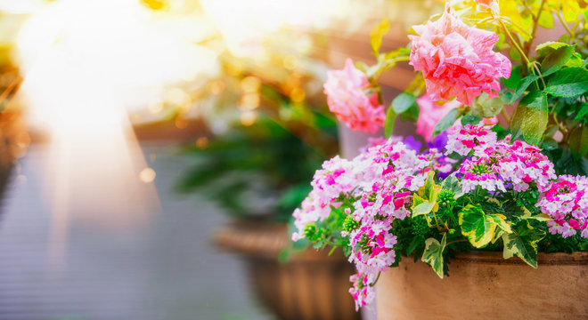 Flower Pots Images – Browse 2,298,407 Stock Photos, Vectors, and ...