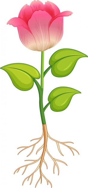 flower roots cliparts 2024