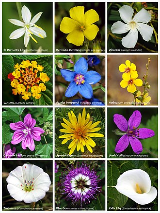 flowers
