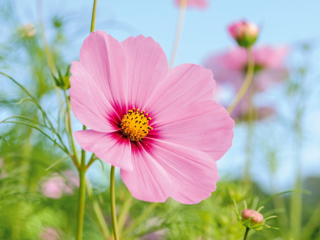 flowers