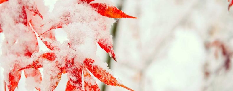 What Is The Difference Between Snow Flurries vs. Snow Showers ...