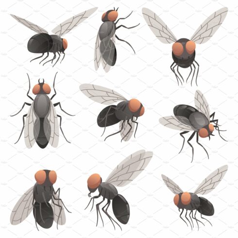 19+ Fly Clipart Images &amp; Illustrations for 2024 - MasterBundles