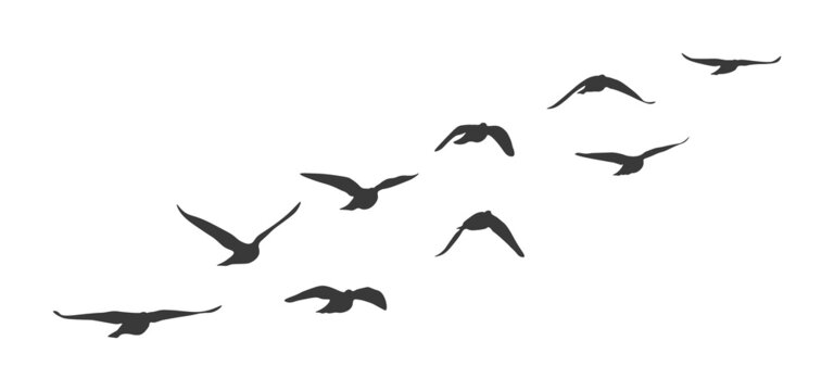 Flock of flying birds. Vector silhouette birds clipart Stock ...