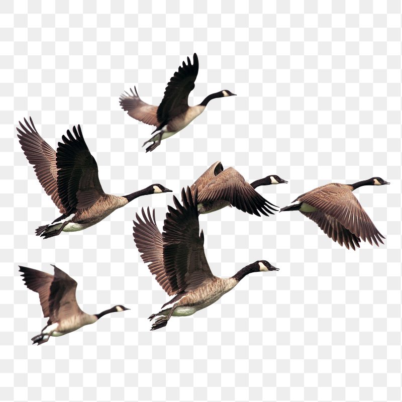 Flying Birds Images | Free Photos, PNG Stickers, Wallpapers ...