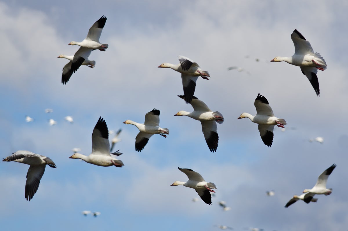 Answering an Age-Old Mystery: How Do Birds Actually Fly ...