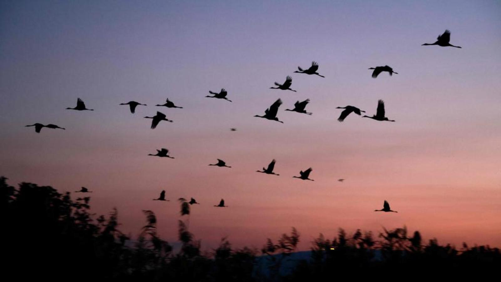 Scientifically Speaking | Birds fly great distances. We are now ...