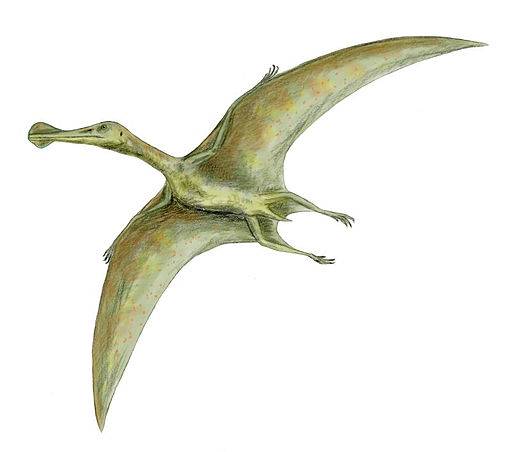 flying dinosaurs pictures