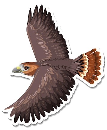 Hawk Clipart Images - Free Download on clipart library