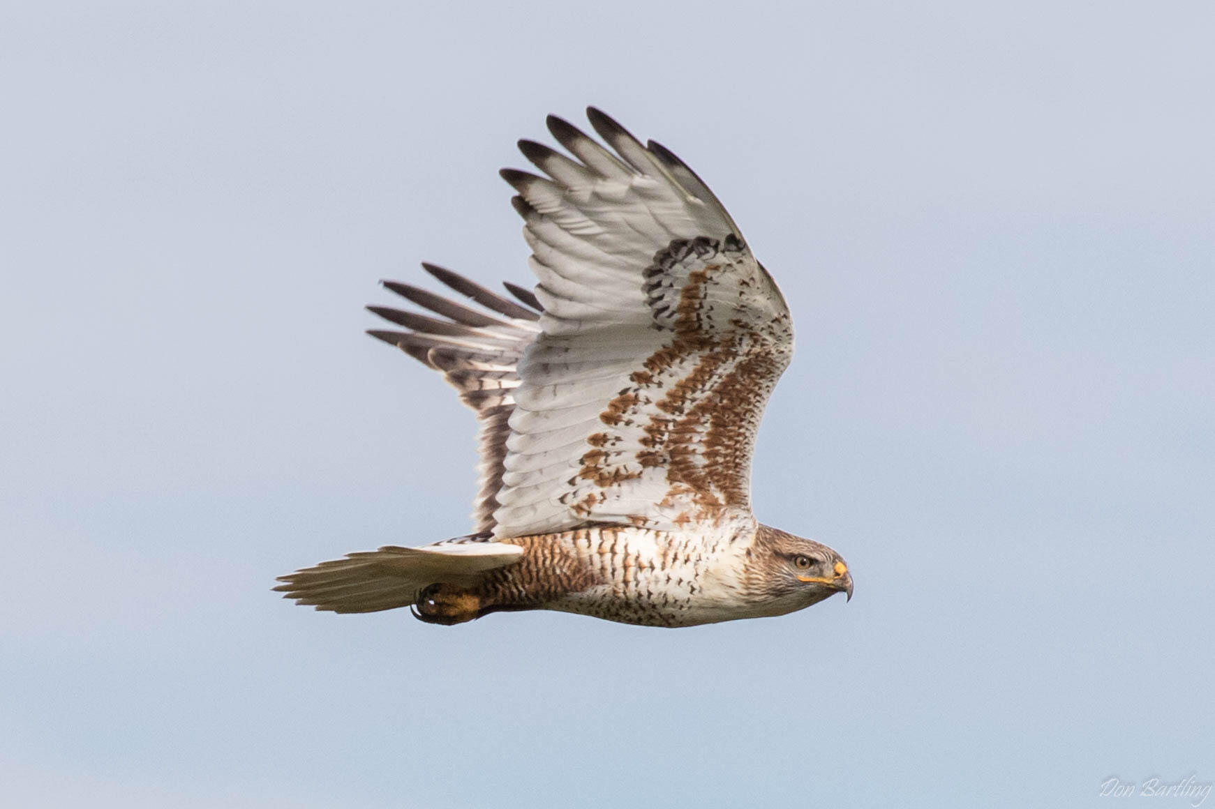 The Glamorous, Fabulous Ferruginous Hawk | Golden Gate National ...
