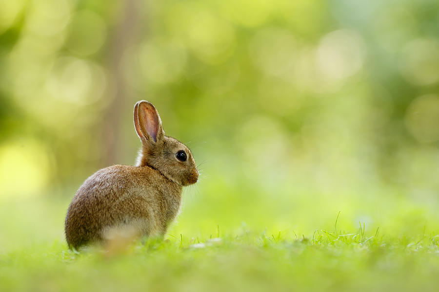 Baby Bunny in the Forest by Roeselien Raimond
