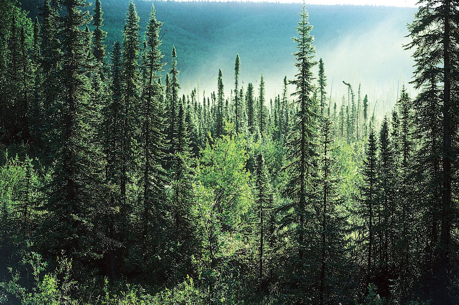 Forest | Definition, Ecology, Types, Trees, Examples, &amp; Facts ...