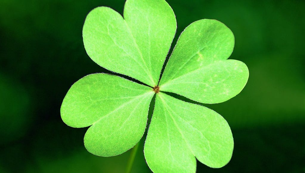 Garden Q&amp;A: Try your luck with four-leaf clover