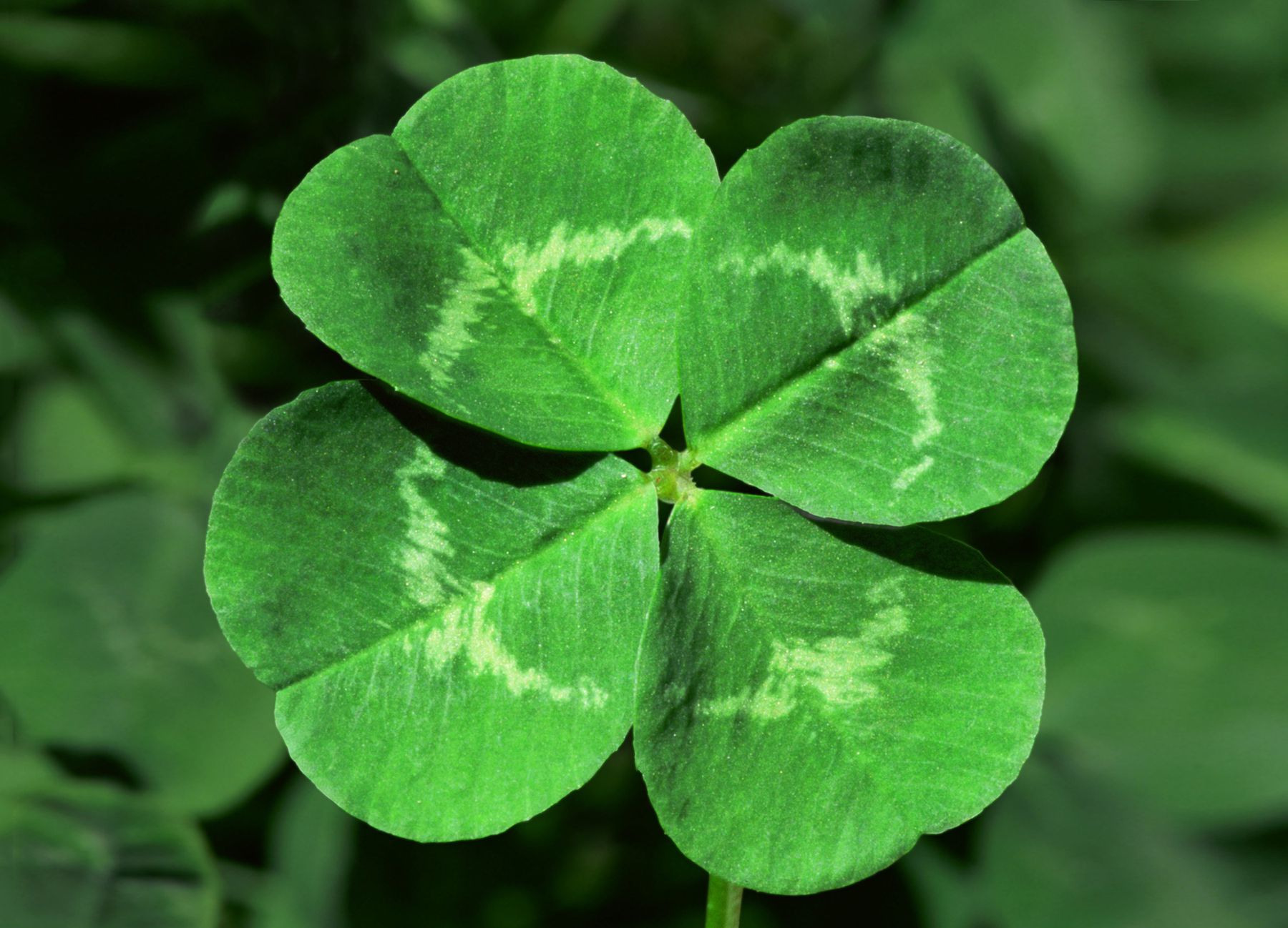 four leaf clover pictures