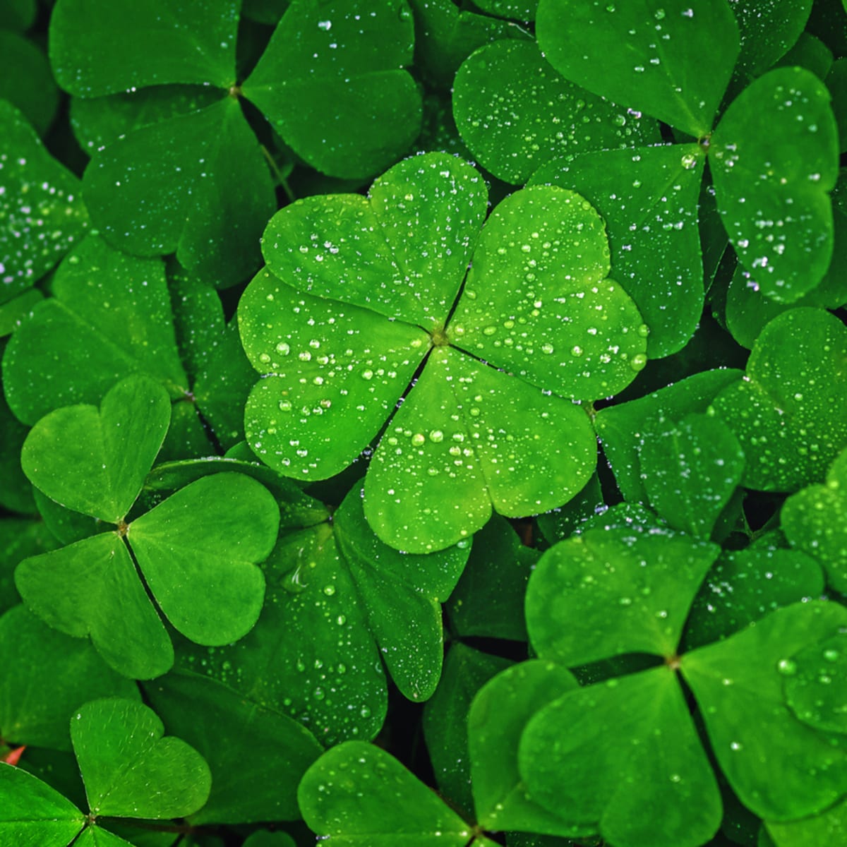 four leaf clover pictures