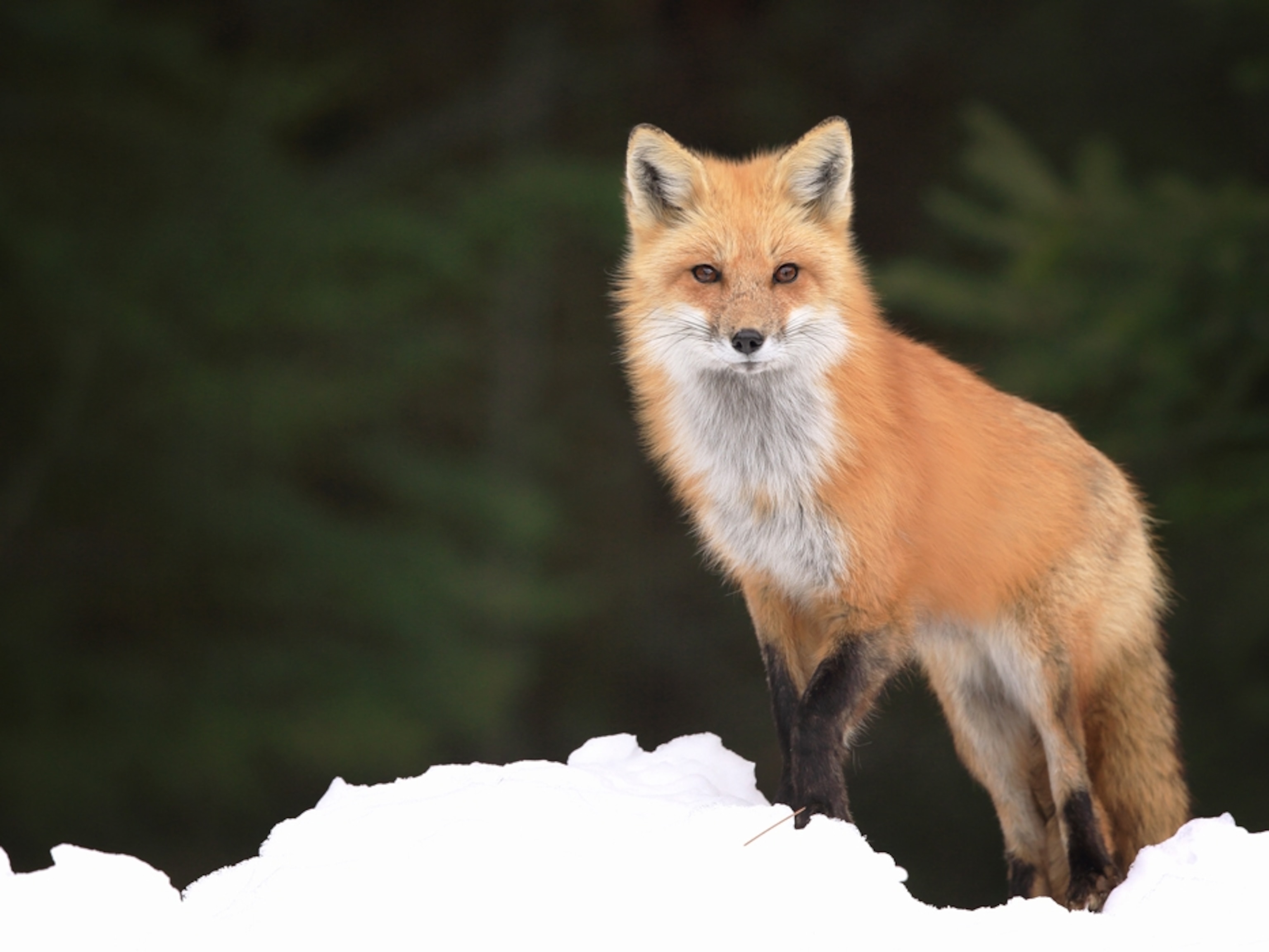 Red Fox