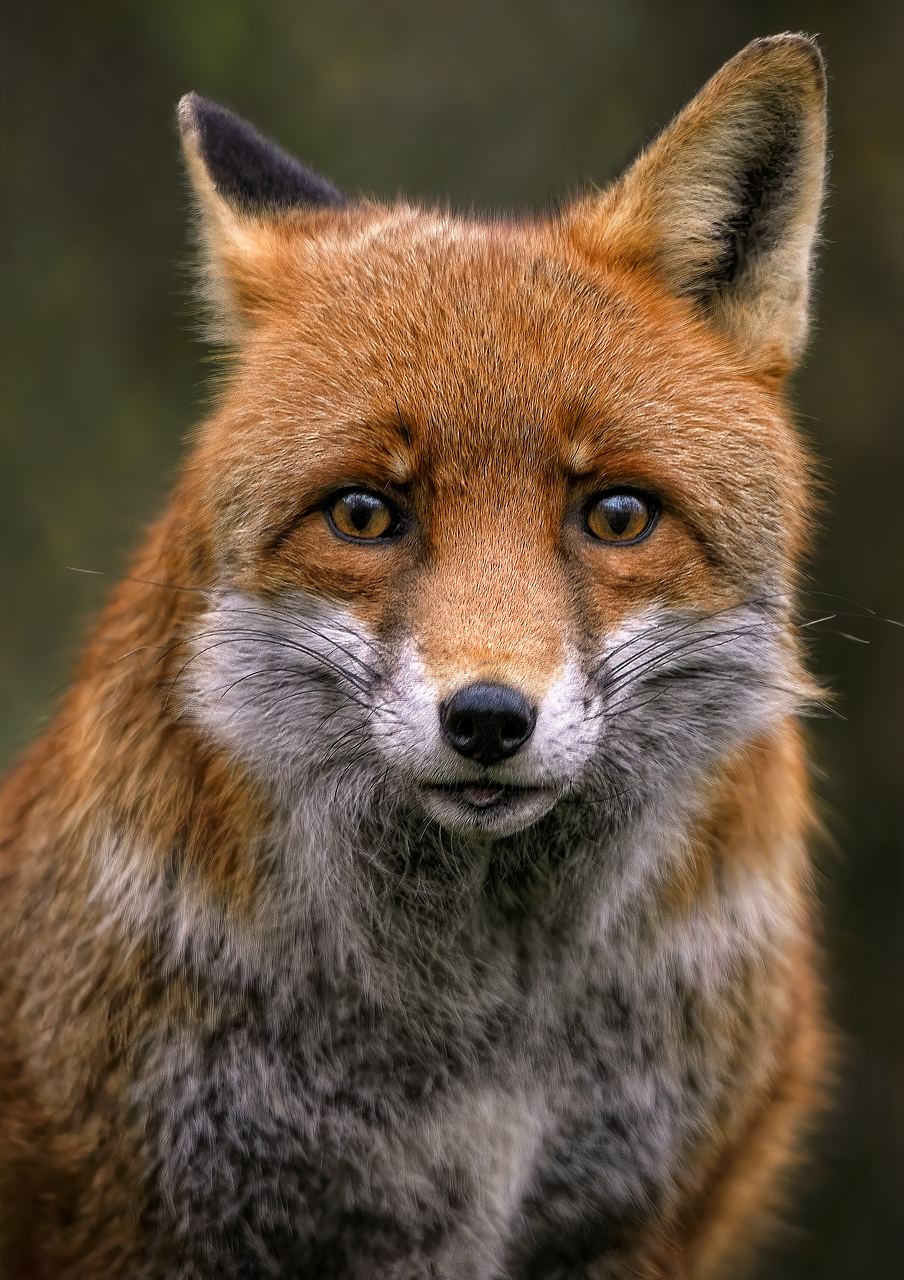 fox images animal