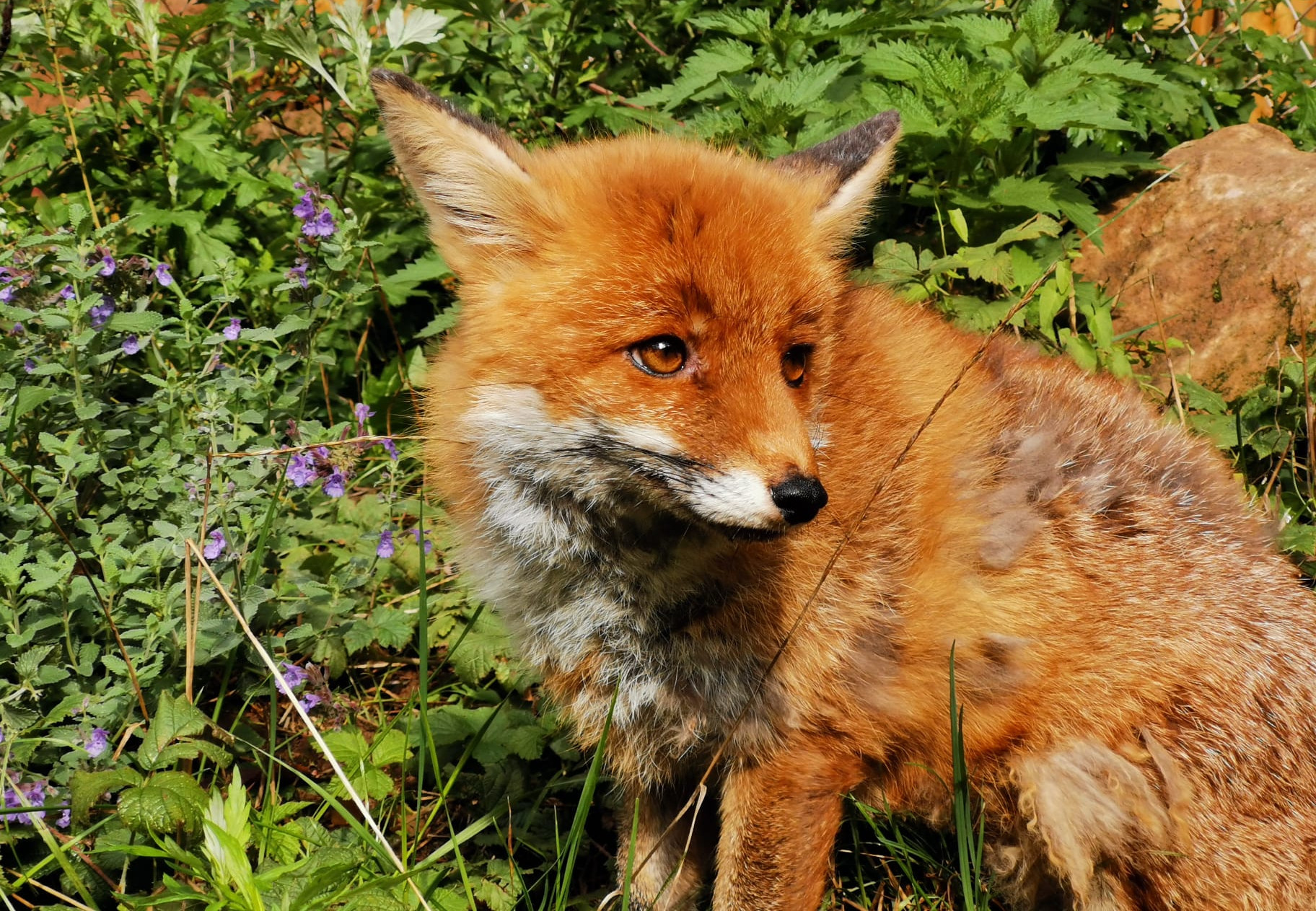 About Foxes - TIERART Wild Animal Sanctuary - a FOUR PAWS project