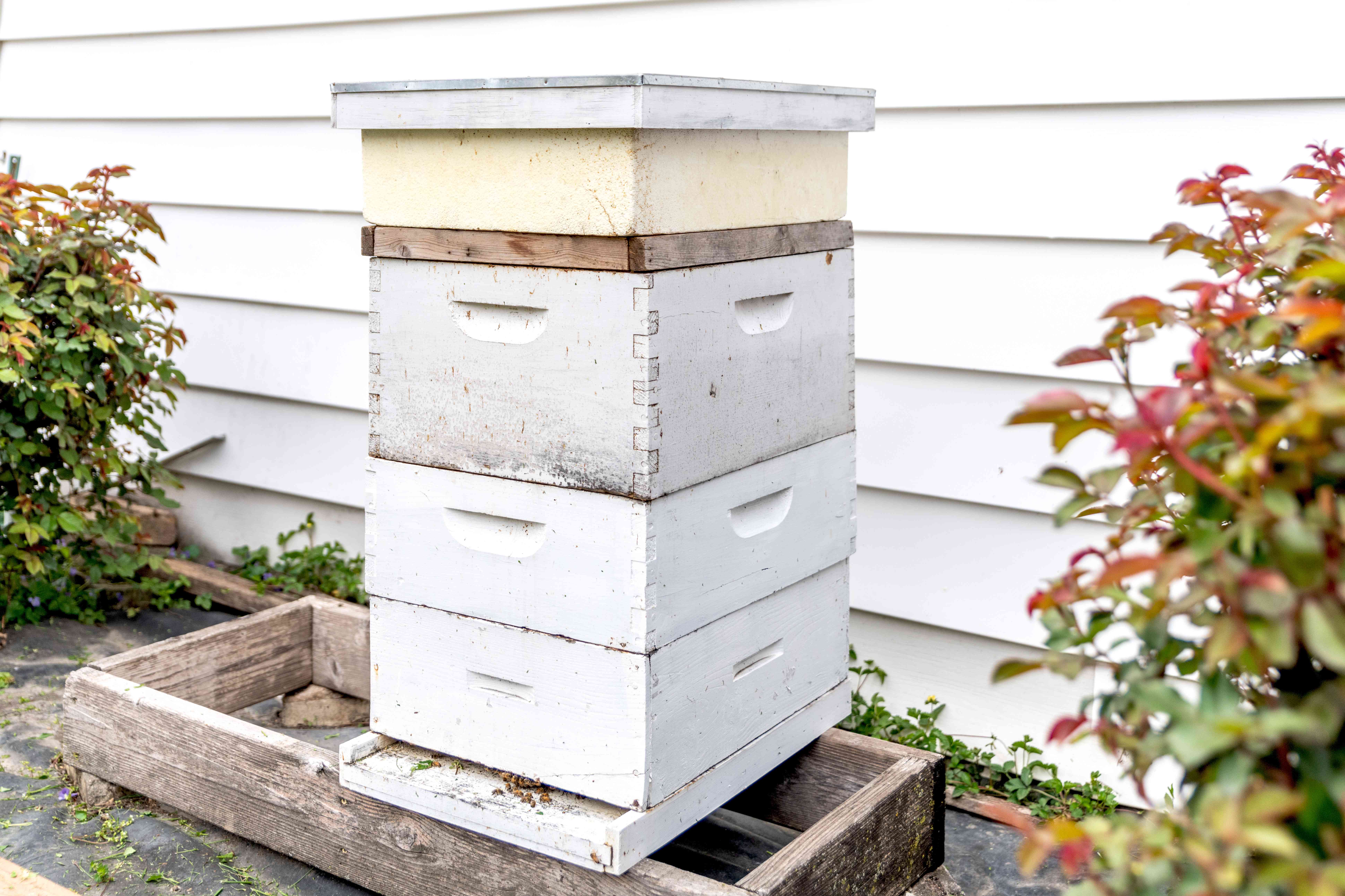 Free Beehive Plans for Your Own Backyard