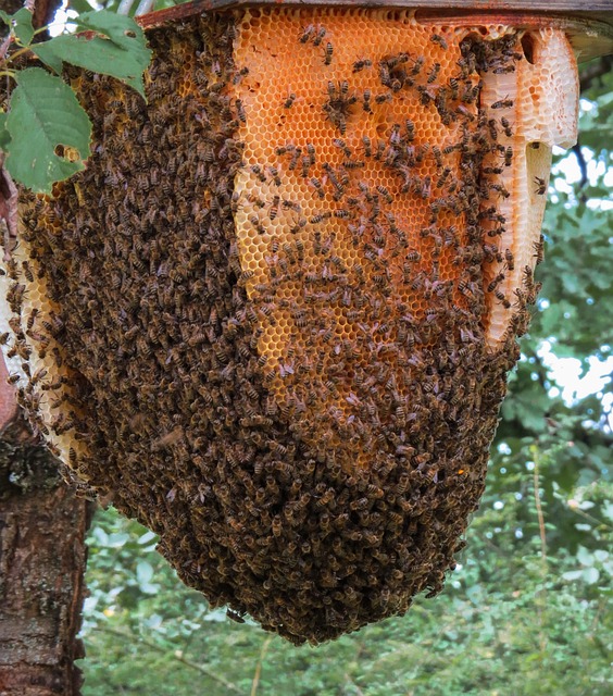 800+ Free Beehive &amp; Bees Images - Pixabay