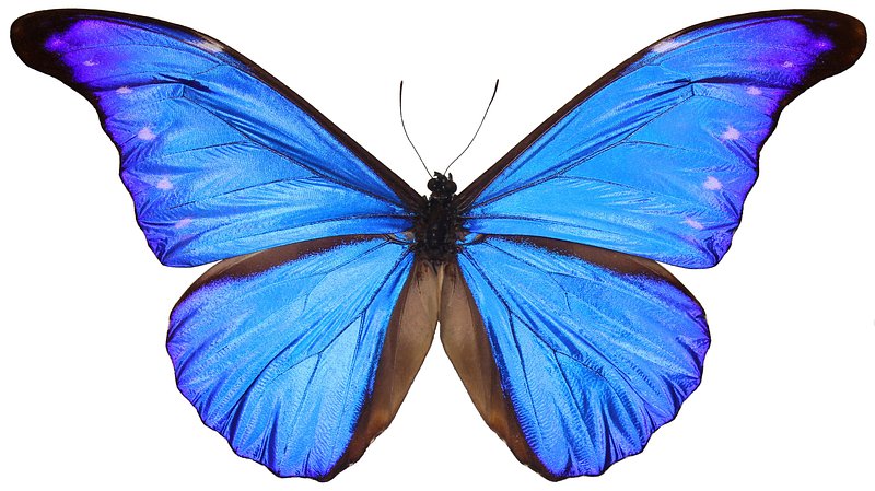 free butterfly photos