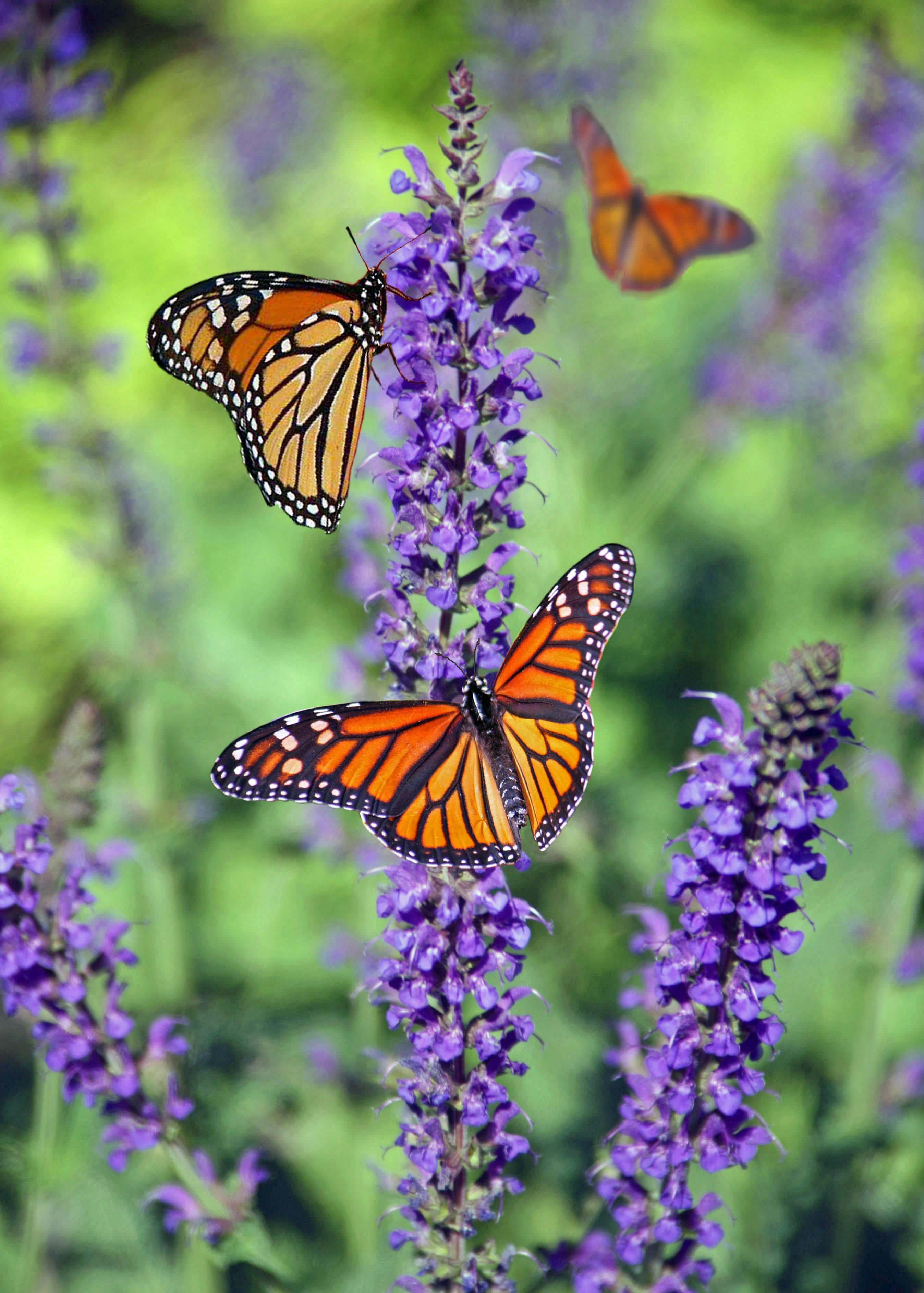 free butterfly photos
