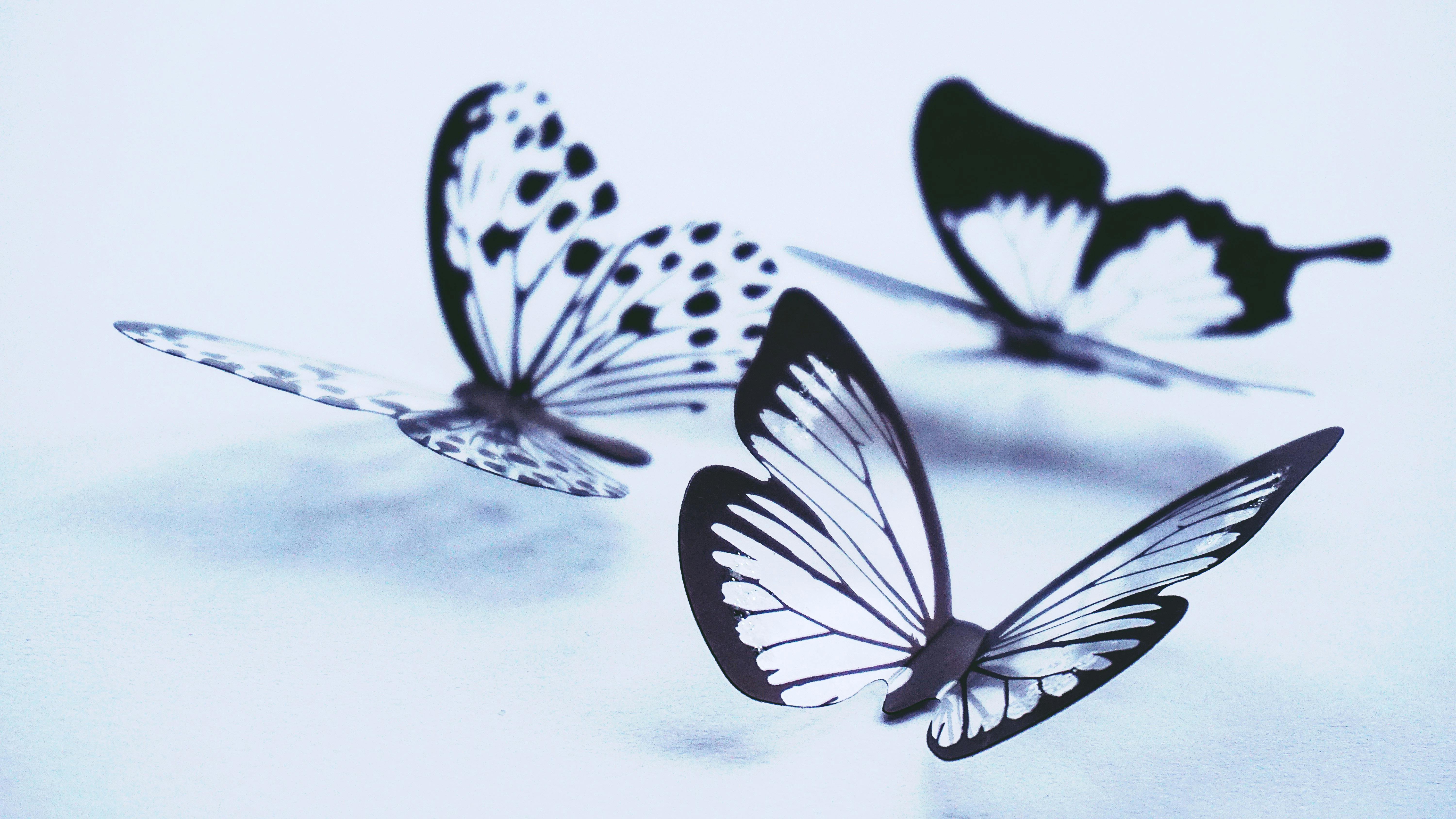 free butterfly photos