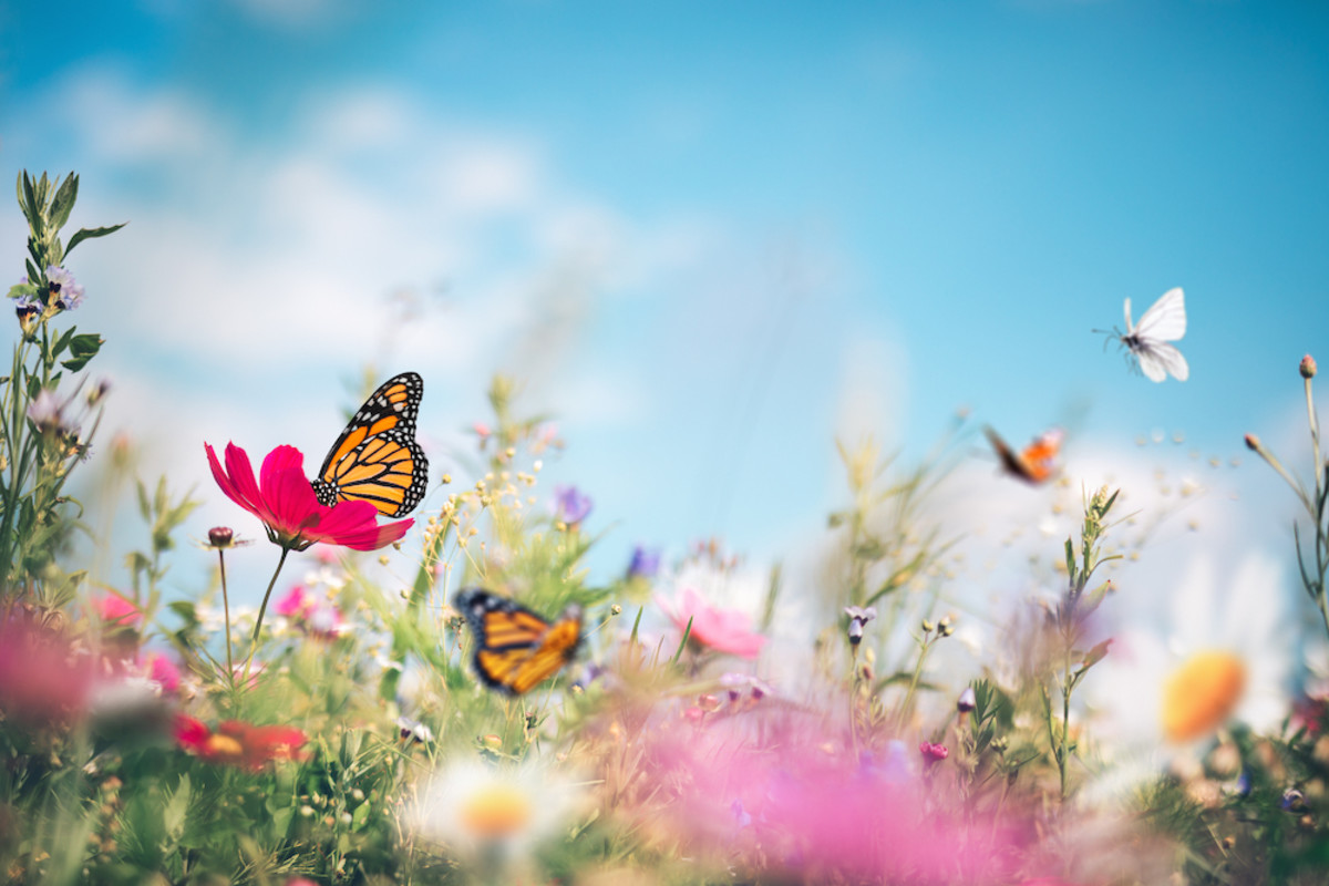 free butterfly pictures