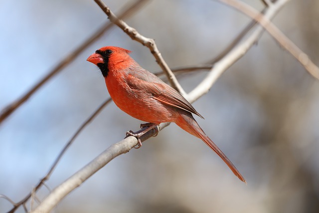 free cardinal