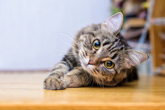 Cat Images – Browse 7,339,640 Stock Photos, Vectors, and Video ...
