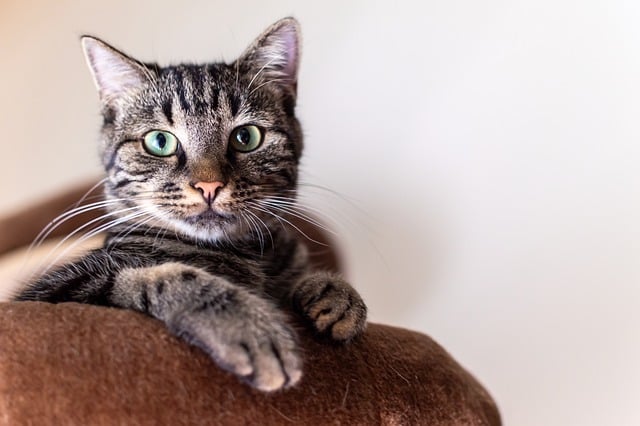 free cat photos