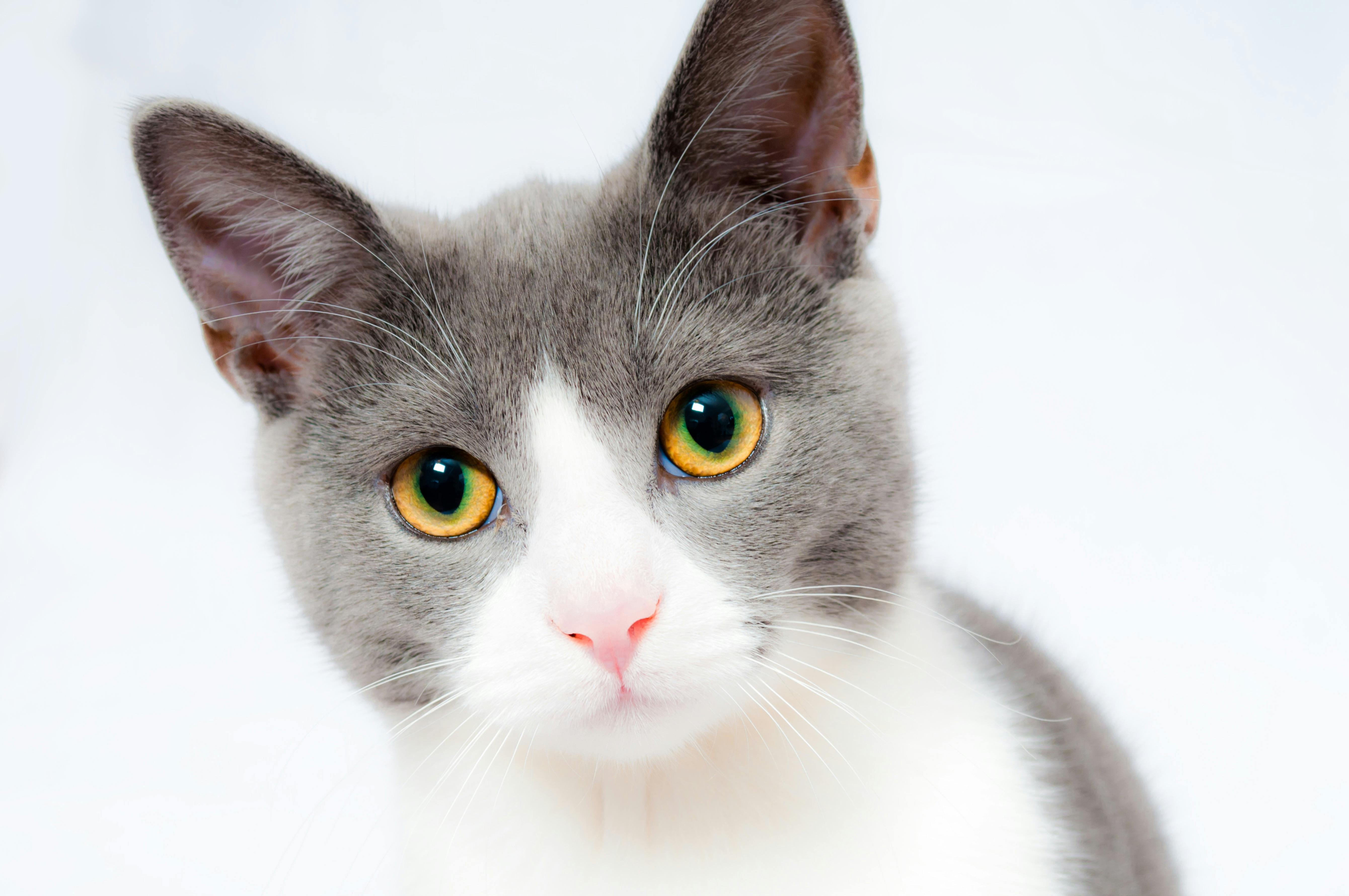 30,000+ Best Cat Photos · 100% Free Download · Pexels Stock Photos