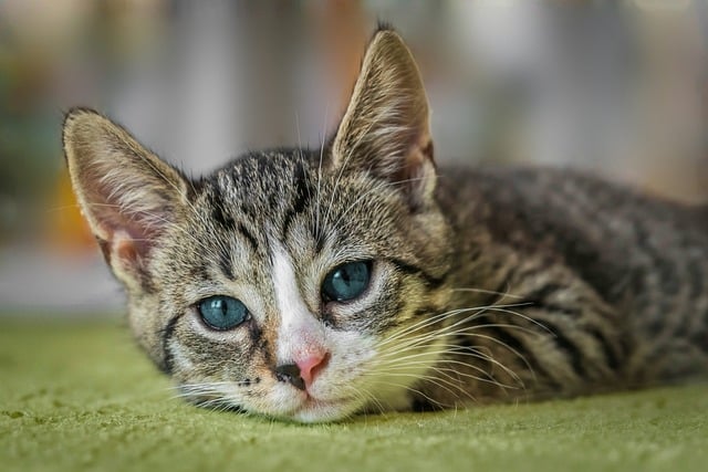 50,000+ Best Free Cat Pictures &amp; Images [HD] - Pixabay