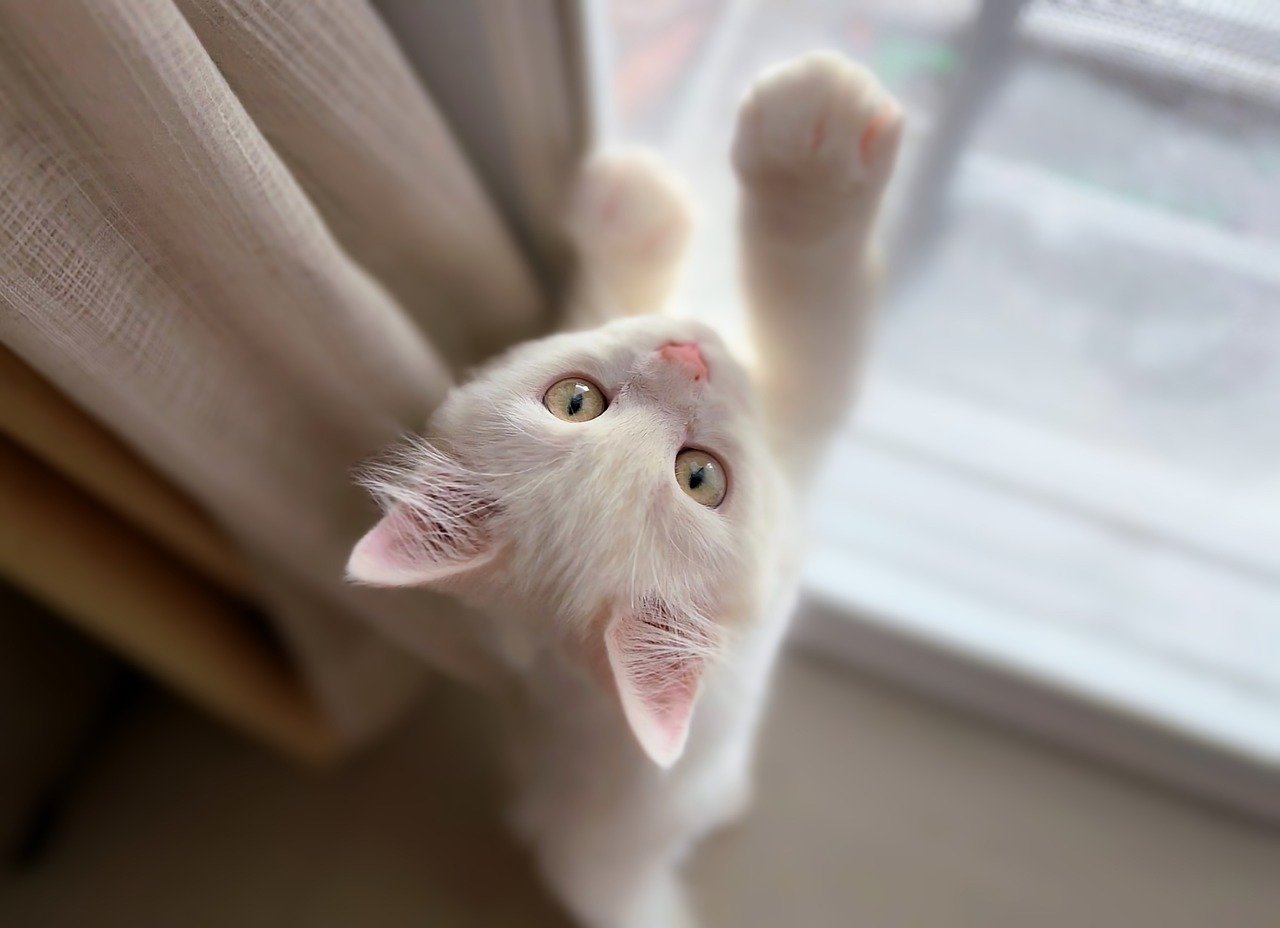 100,000+ Free Cute Cat &amp; Cat Images - Pixabay