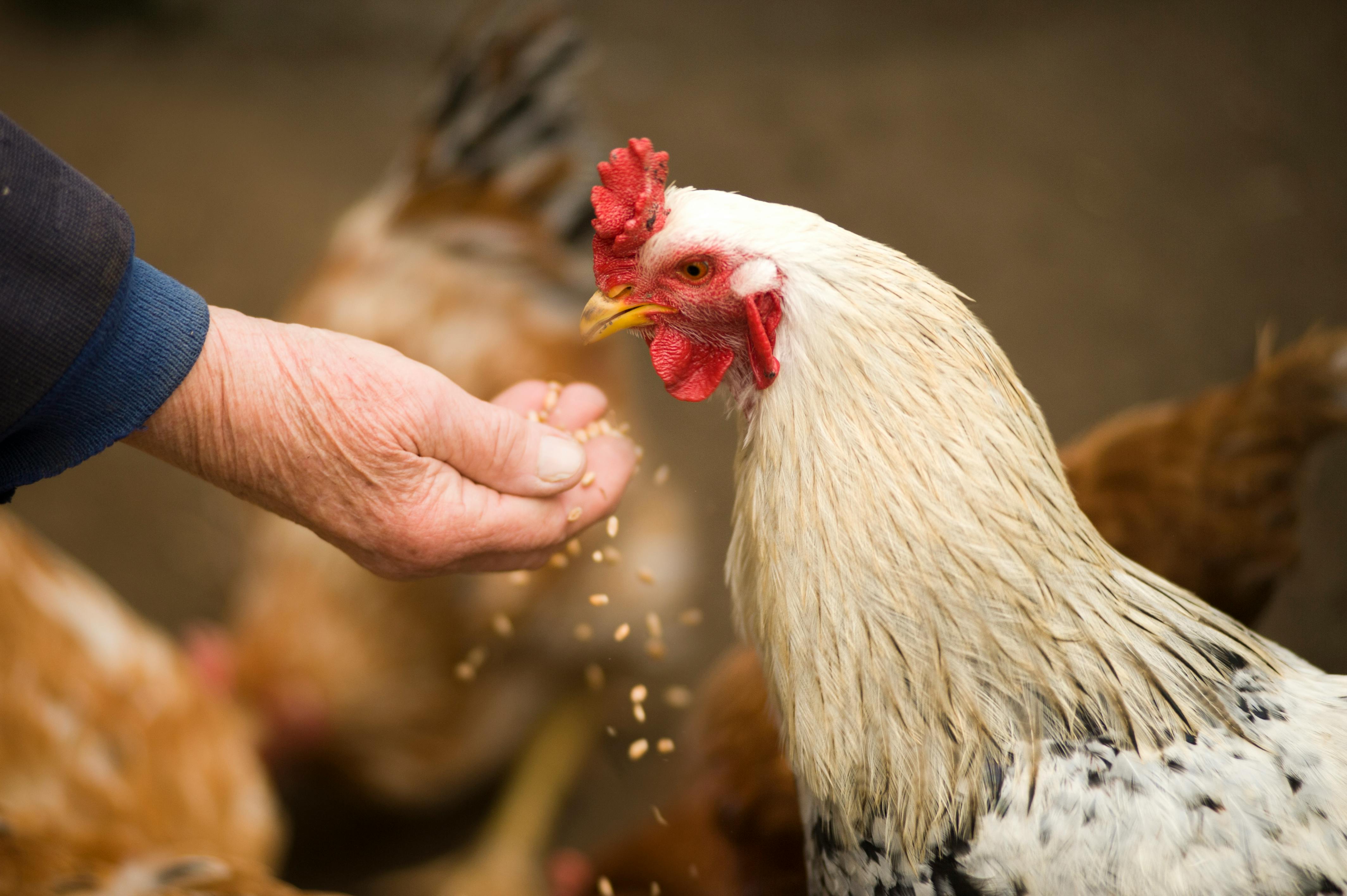 5,000+ Best Chicken Photos · 100% Free Download · Pexels Stock Photos
